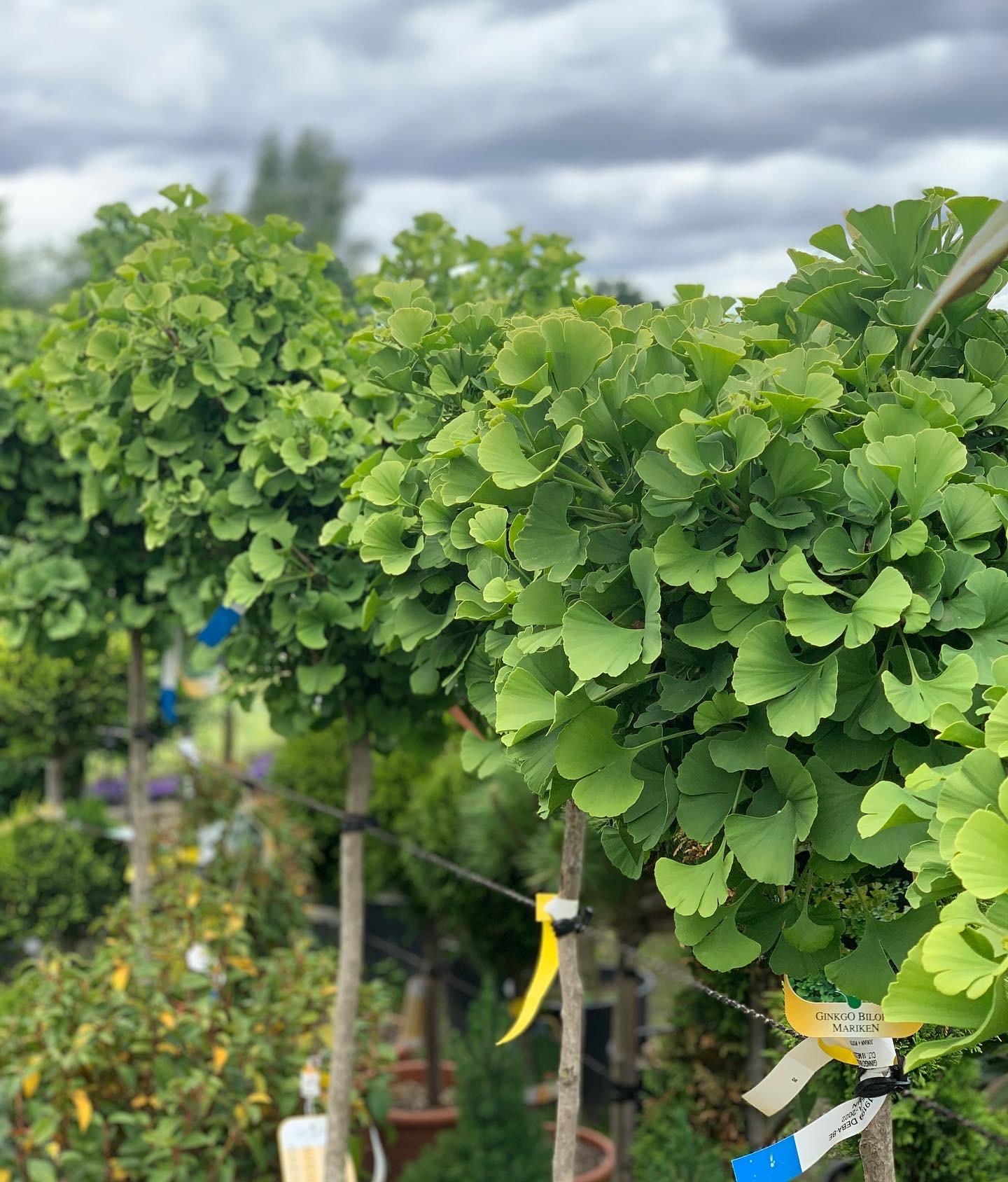Ginkgo Biloba Mariken Single Stem - View 12 from www redcrocus com