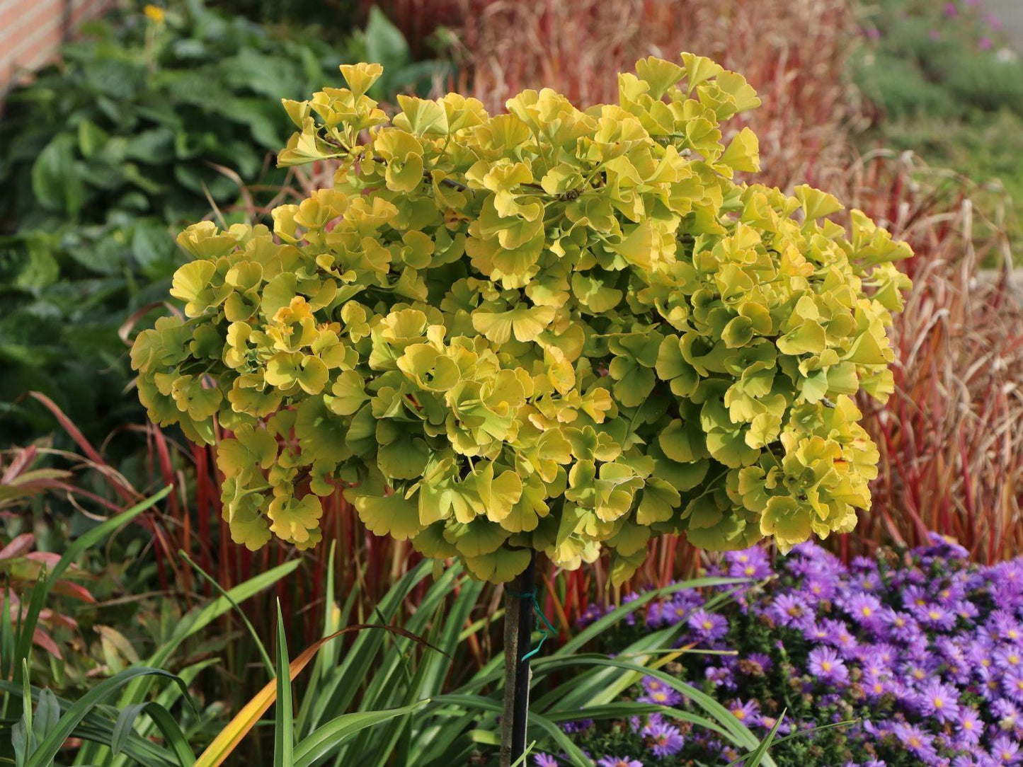 Ginkgo Biloba Mariken Single Stem - View 18 from www redcrocus com