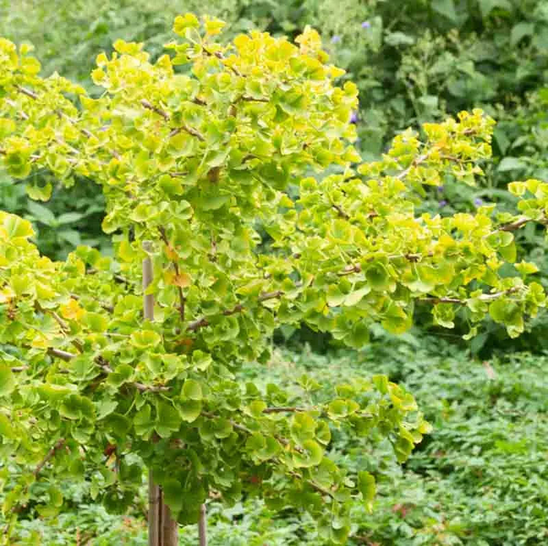 Ginkgo Biloba Mariken Single Stem - View 18 from www redcrocus com