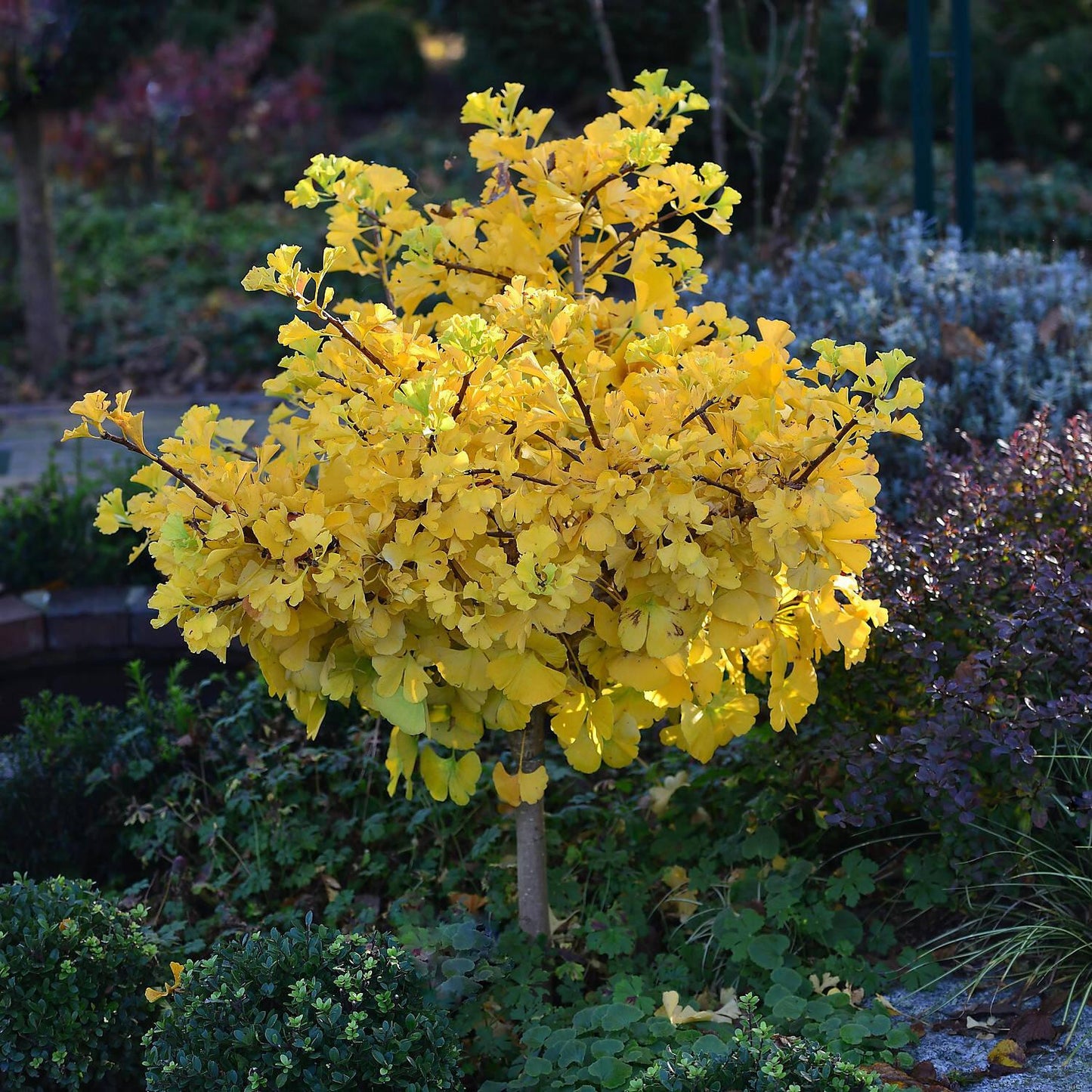 Ginkgo Biloba Mariken Single Stem - View 4 from www redcrocus com