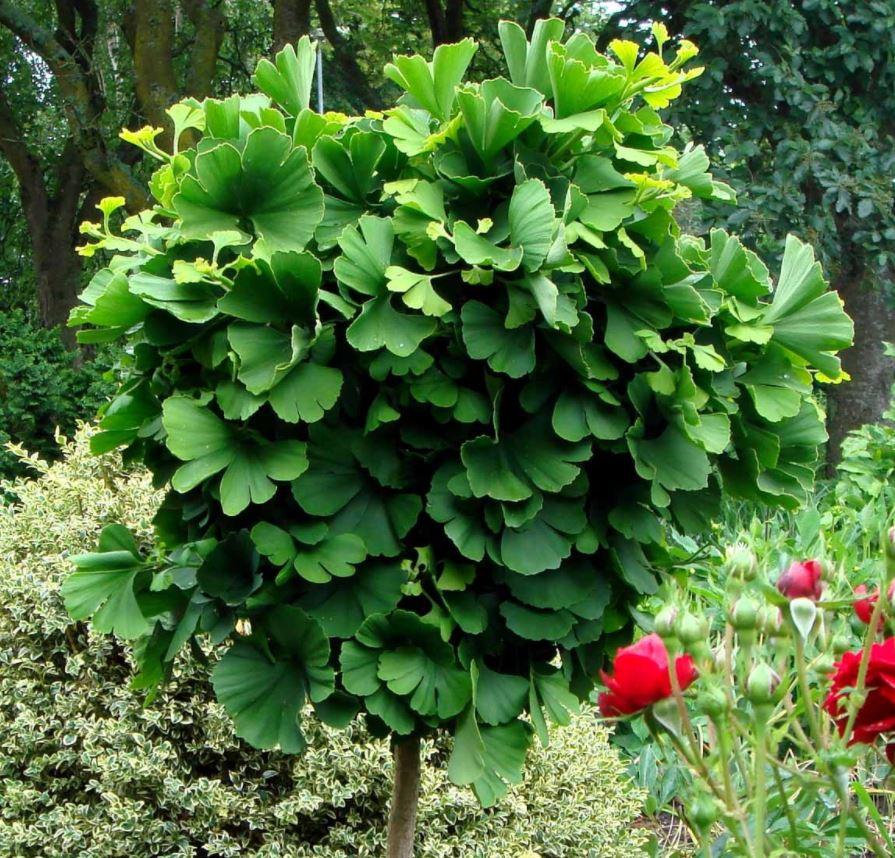 Ginkgo Biloba Mariken Single Stem - View 6 from www redcrocus com