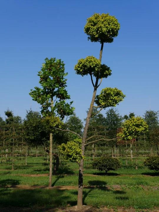 Ginkgo Biloba Mariken Single Stem - View 7 from www redcrocus com