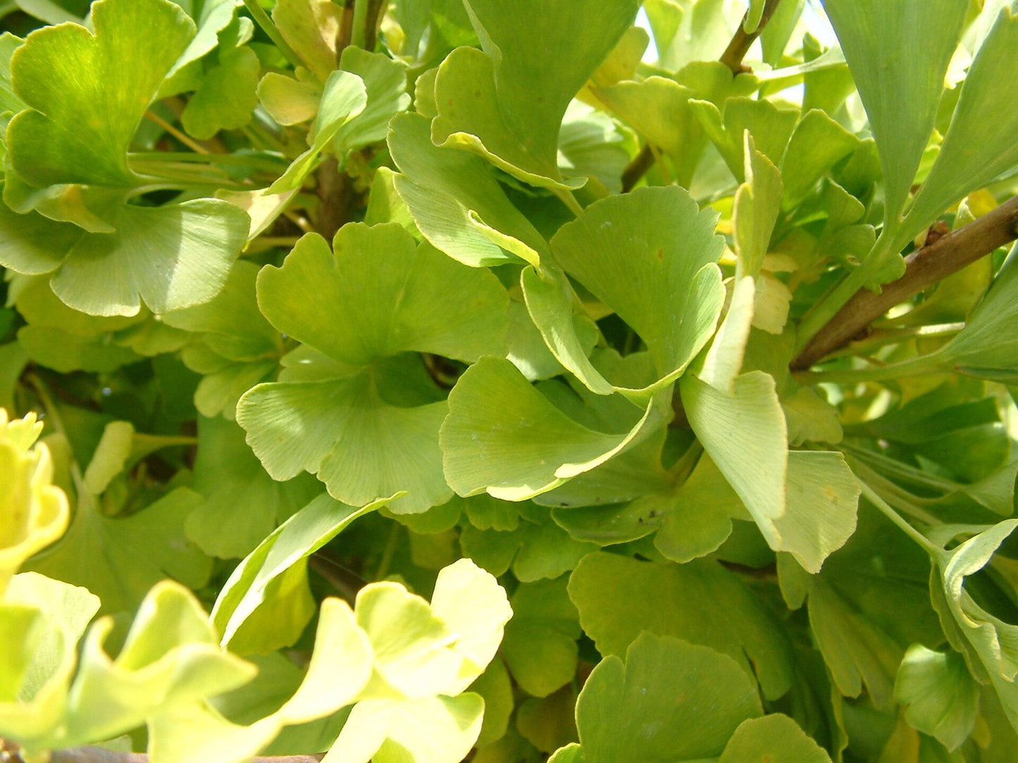 Ginkgo Biloba Mariken Single Stem - View 9 from www redcrocus com