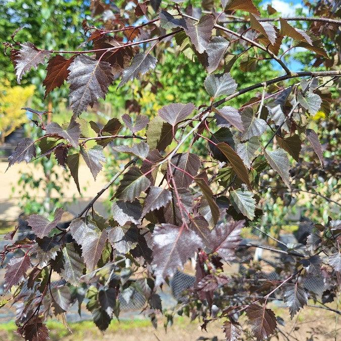 Betula Platyphylla Royal Frost Multiple Stem - View 10 from www redcrocus com