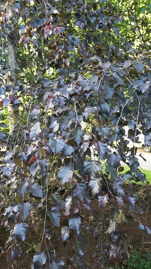 Betula Platyphylla Royal Frost Multiple Stem - View 11 from www redcrocus com