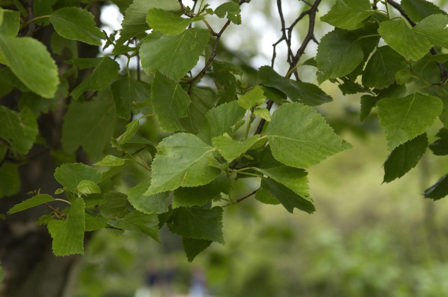 Betula Platyphylla Royal Frost Multiple Stem - View 12 from www redcrocus com