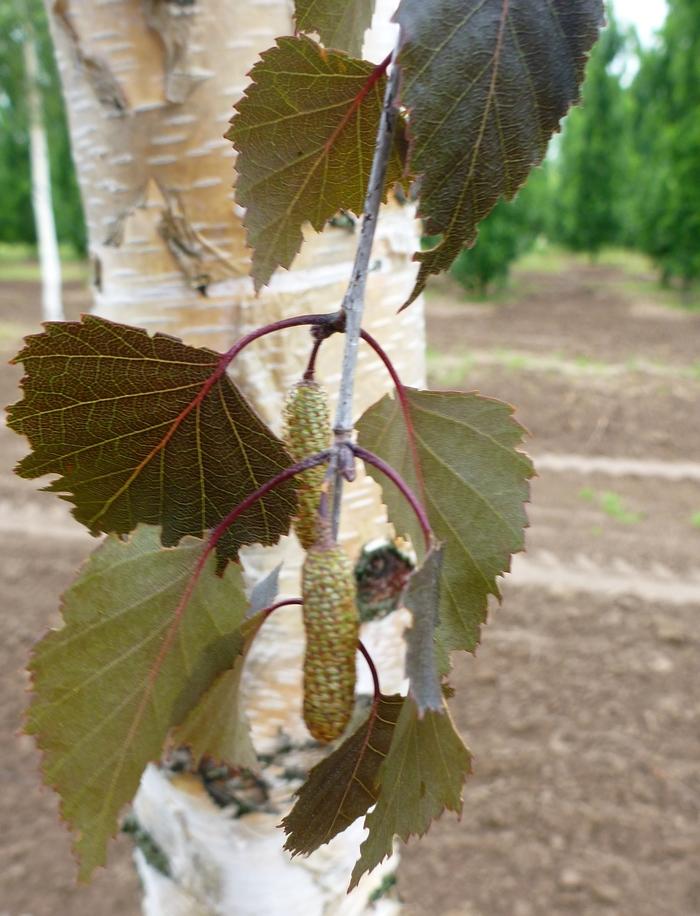Betula Platyphylla Royal Frost Multiple Stem - View 18 from www redcrocus com