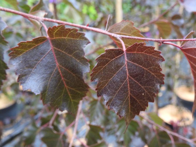 Betula Platyphylla Royal Frost Multiple Stem - View 7 from www redcrocus com