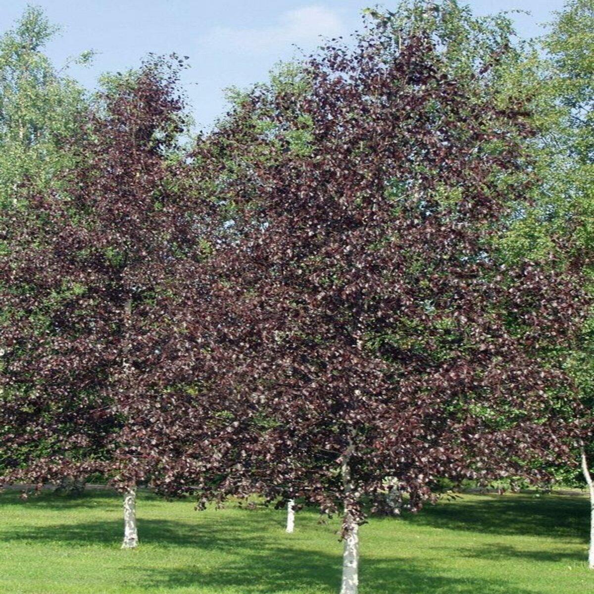 Betula Platyphylla Royal Frost Multiple Stem - View 8 from www redcrocus com