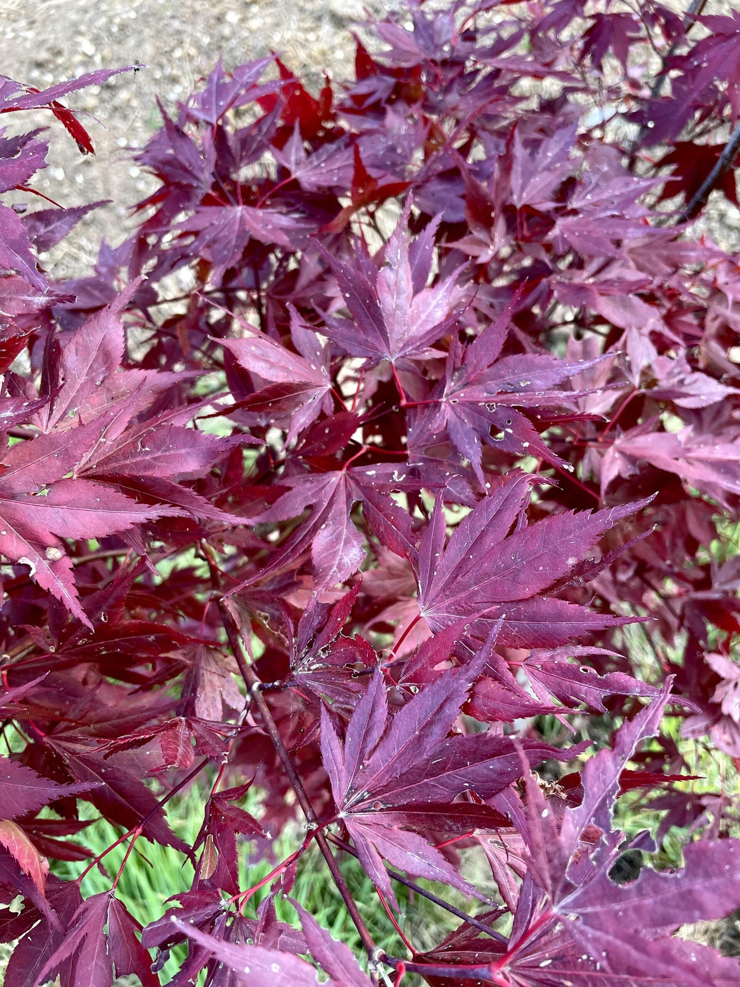 Acer Palmatum Emperor 1 Screen - View 12 from www redcrocus com