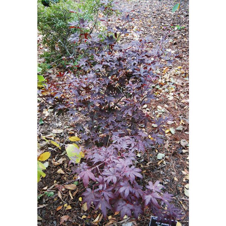 Acer Palmatum Emperor 1 Screen - View 14 from www redcrocus com