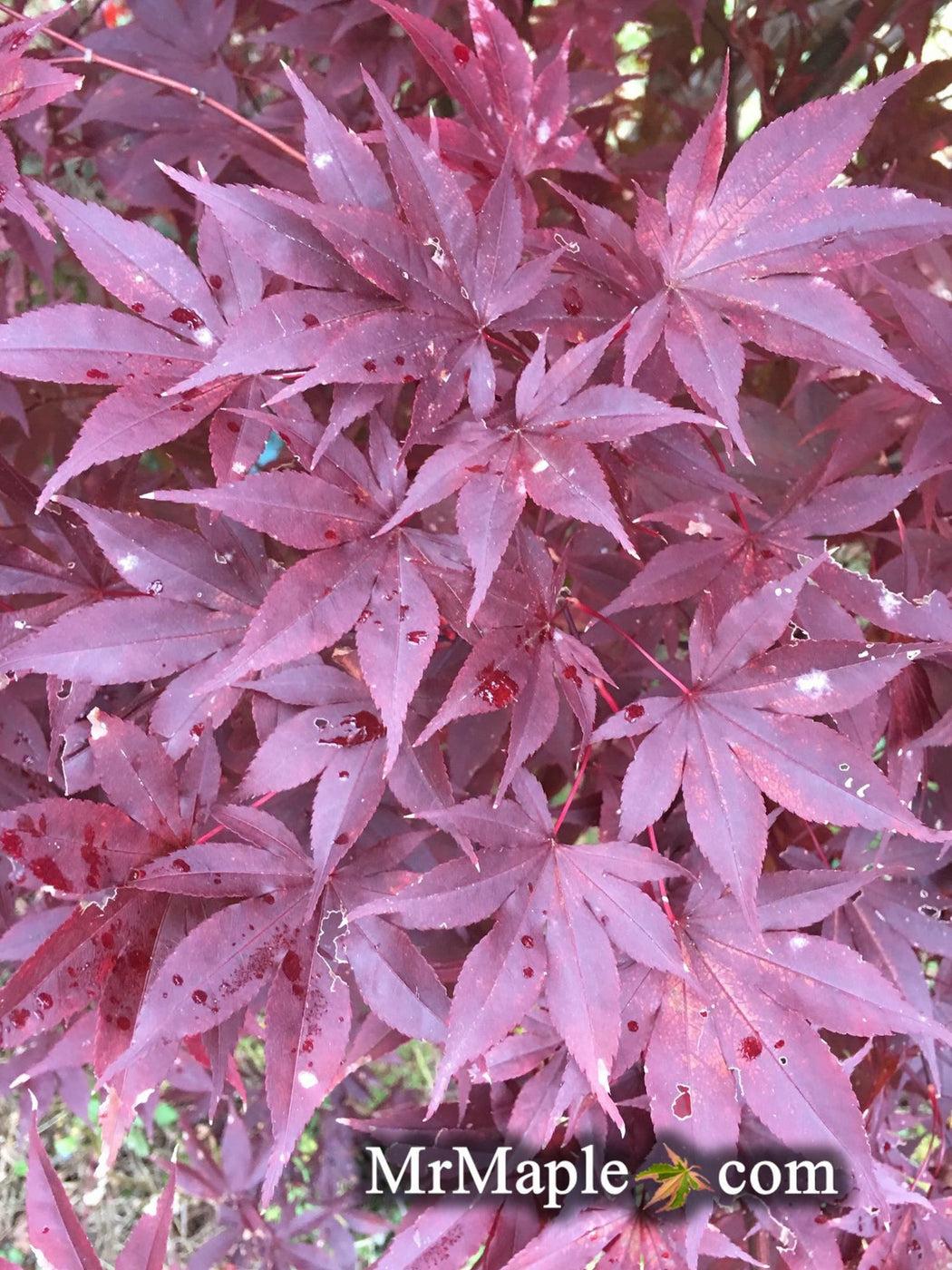 Acer Palmatum Emperor 1 Screen - View 3 from www redcrocus com