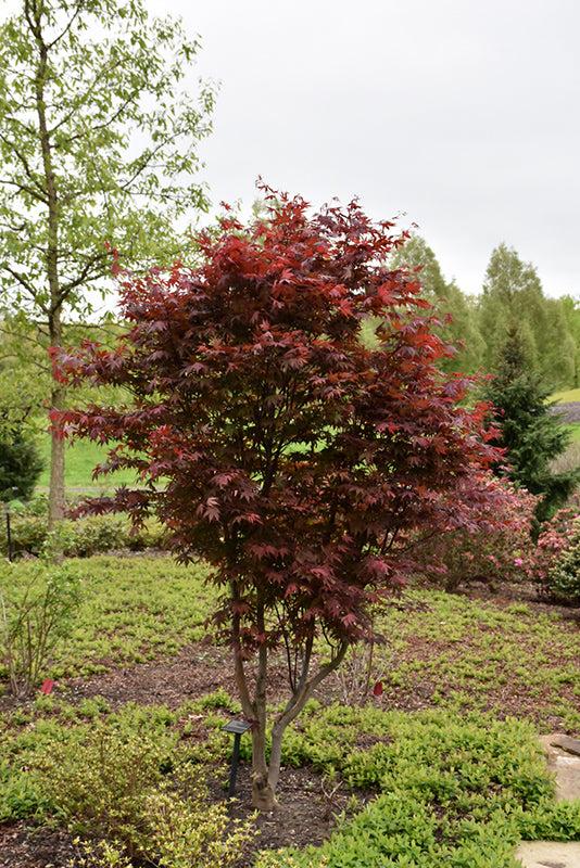 Acer Palmatum Emperor 1 Screen - View 5 from www redcrocus com