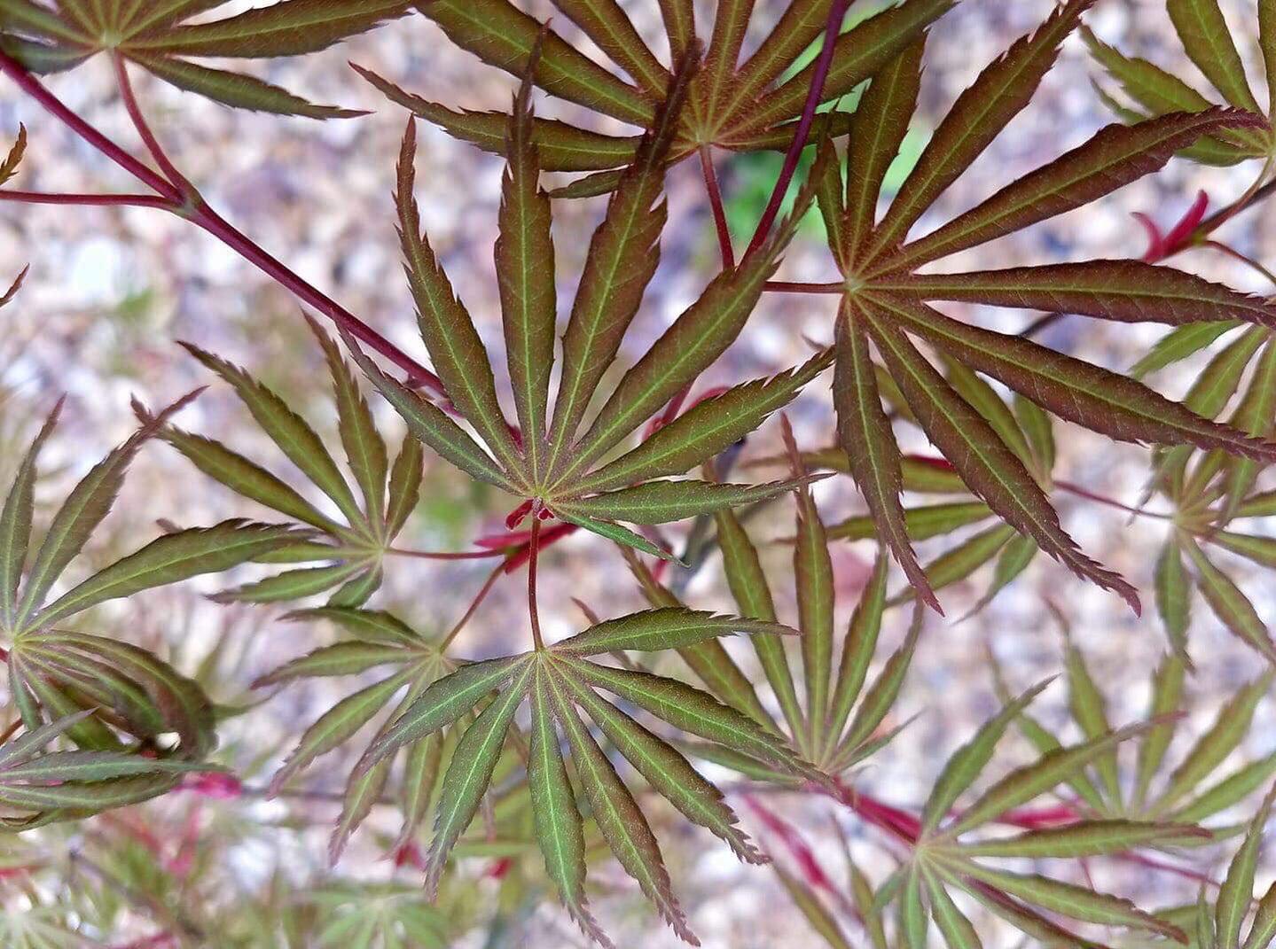 Acer Palmatum Orange Flame - View 12 from www redcrocus com