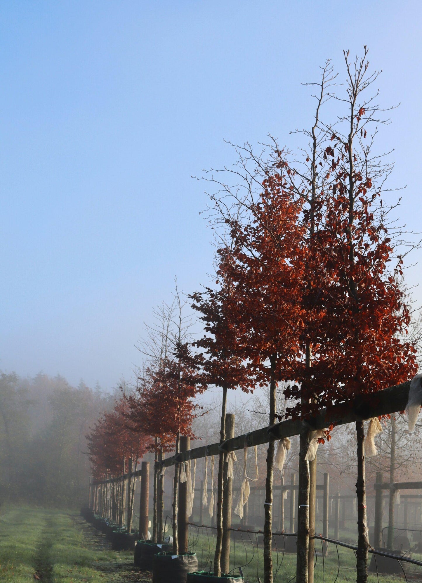 Fagus Sylvatica Screen Container - View 11 from www redcrocus com