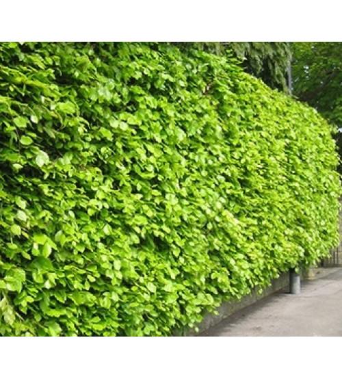 Fagus Sylvatica Screen Container - View 12 from www redcrocus com