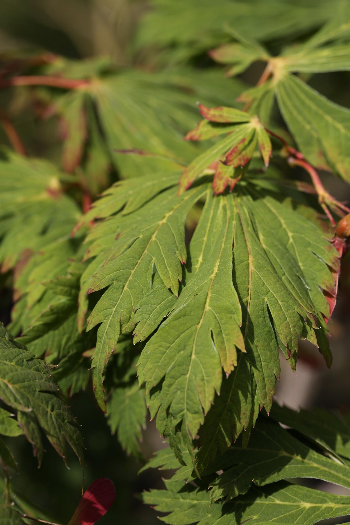 Acer Japonicum Aconitifolium - View 14 from www redcrocus com