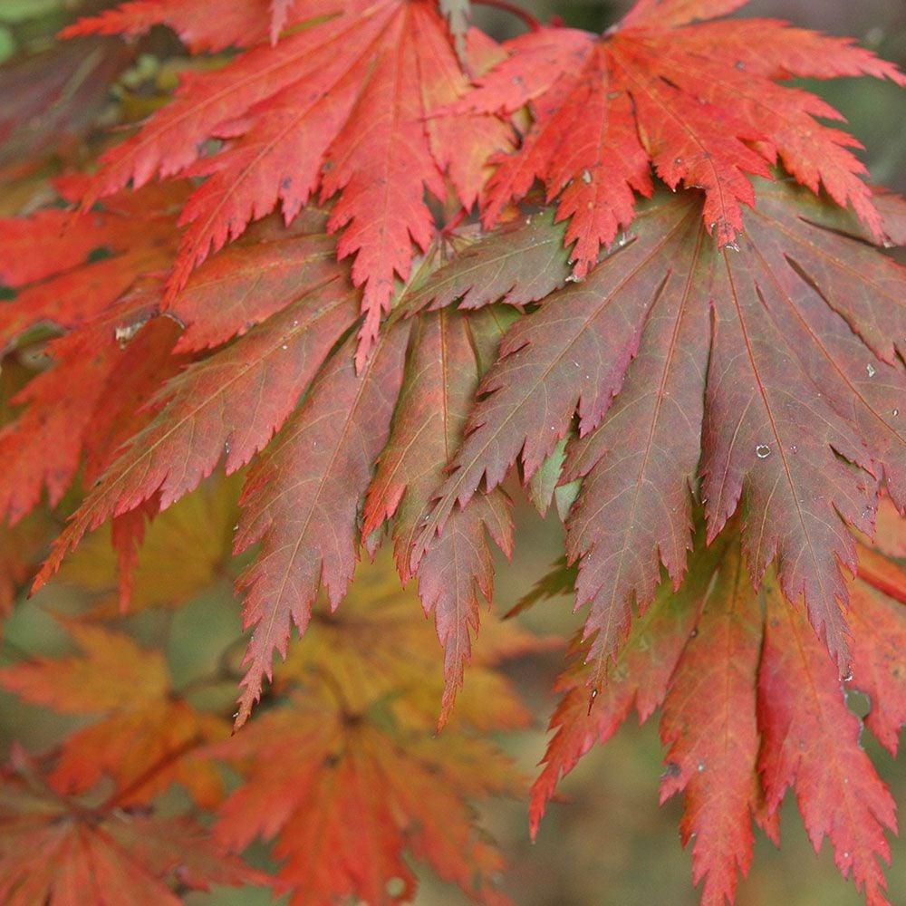Acer Japonicum Aconitifolium - View 16 from www redcrocus com