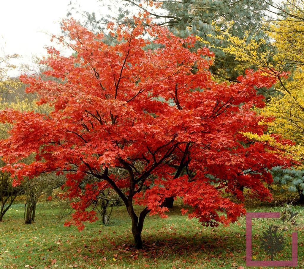Acer Japonicum Aconitifolium - View 3 from www redcrocus com