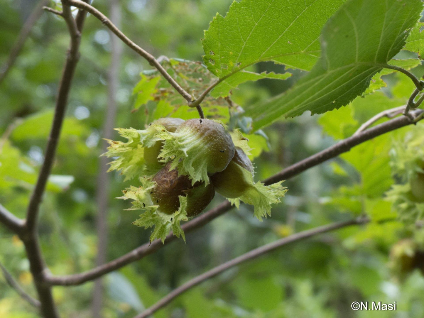 Corylus Americana - View 14 from www redcrocus com
