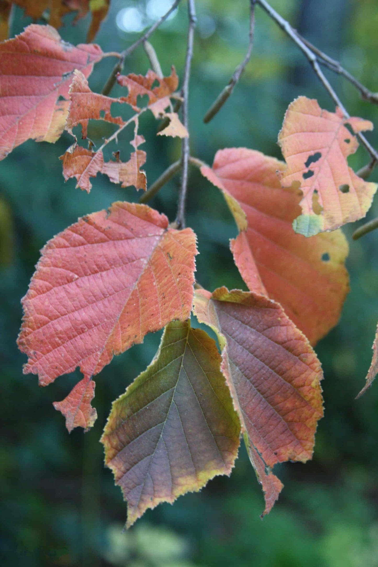 Corylus Americana - View 17 from www redcrocus com