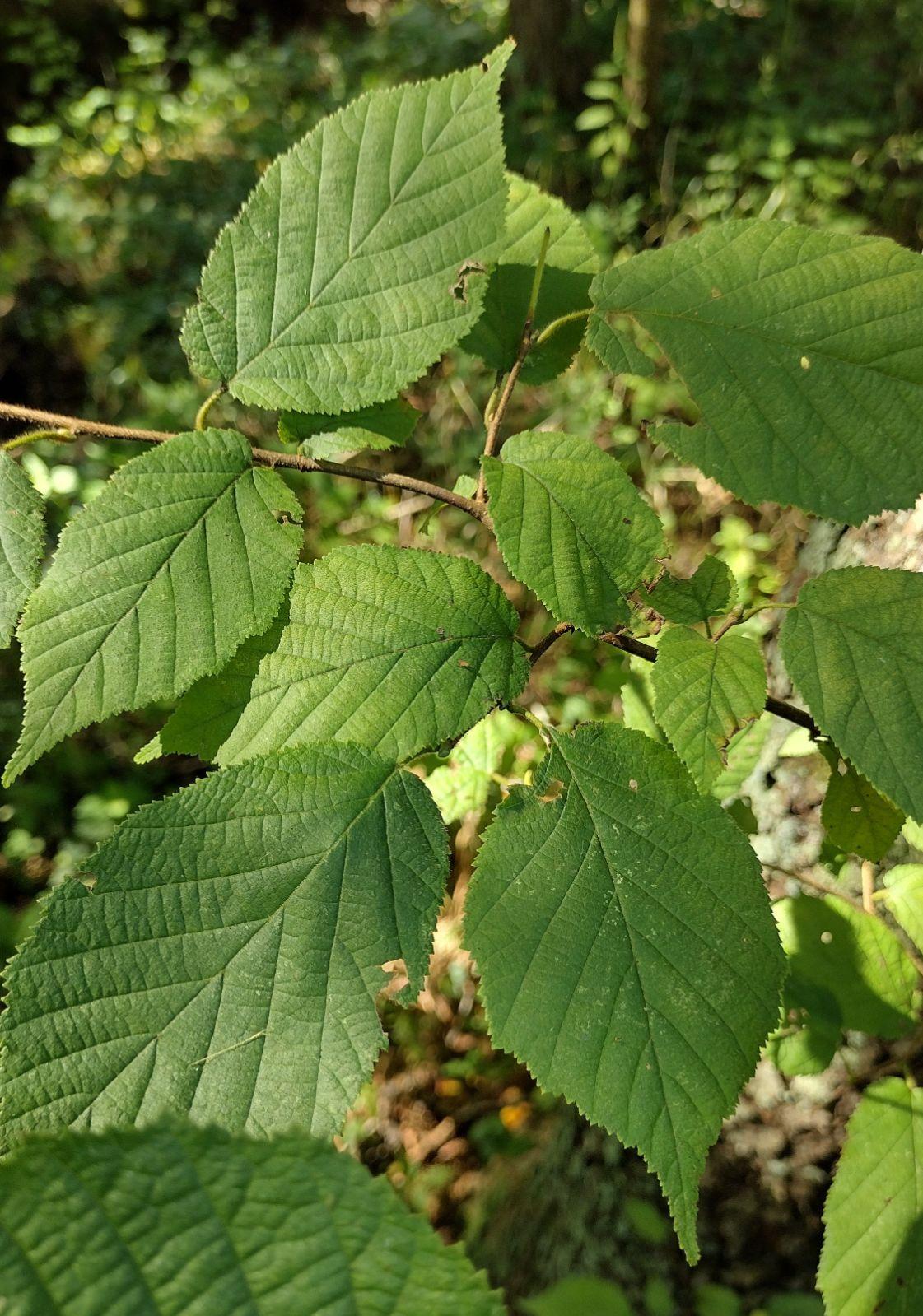 Corylus Americana - View 19 from www redcrocus com