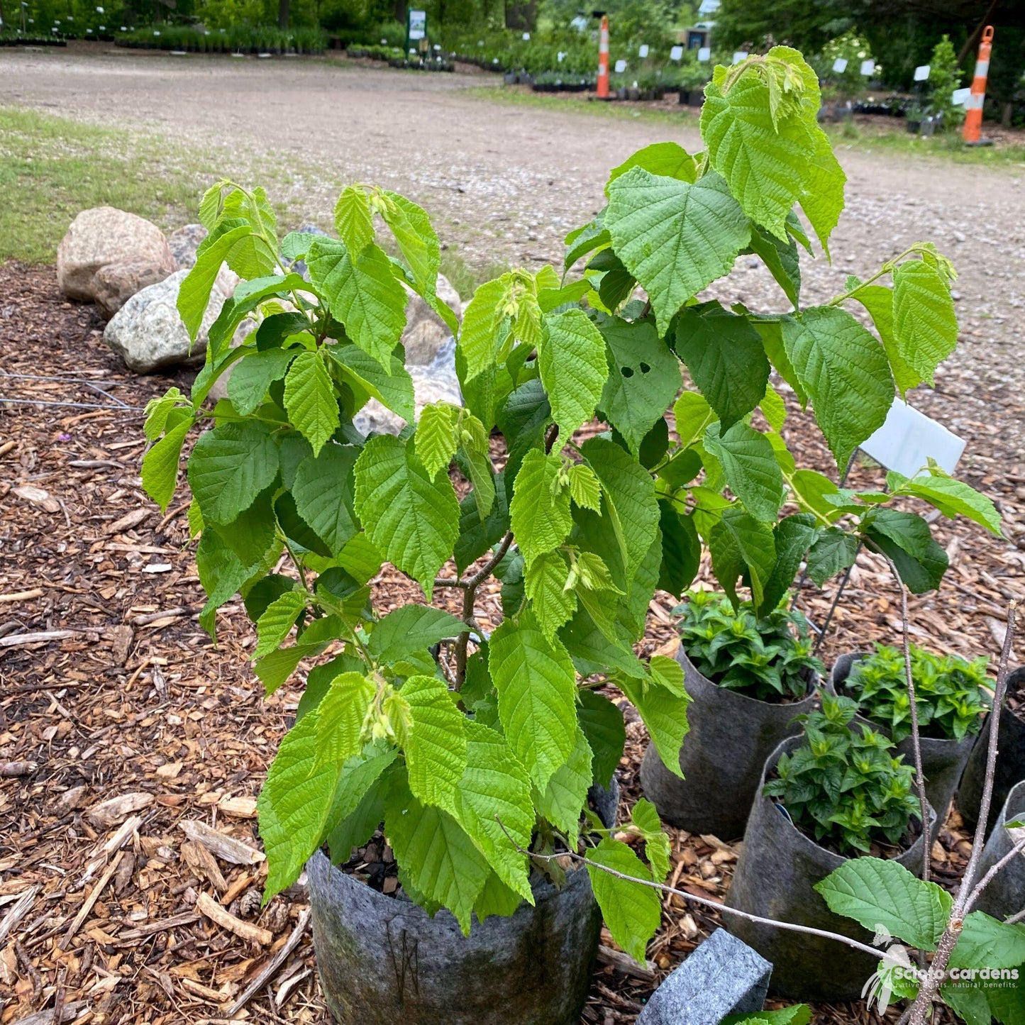 Corylus Americana - View 7 from www redcrocus com