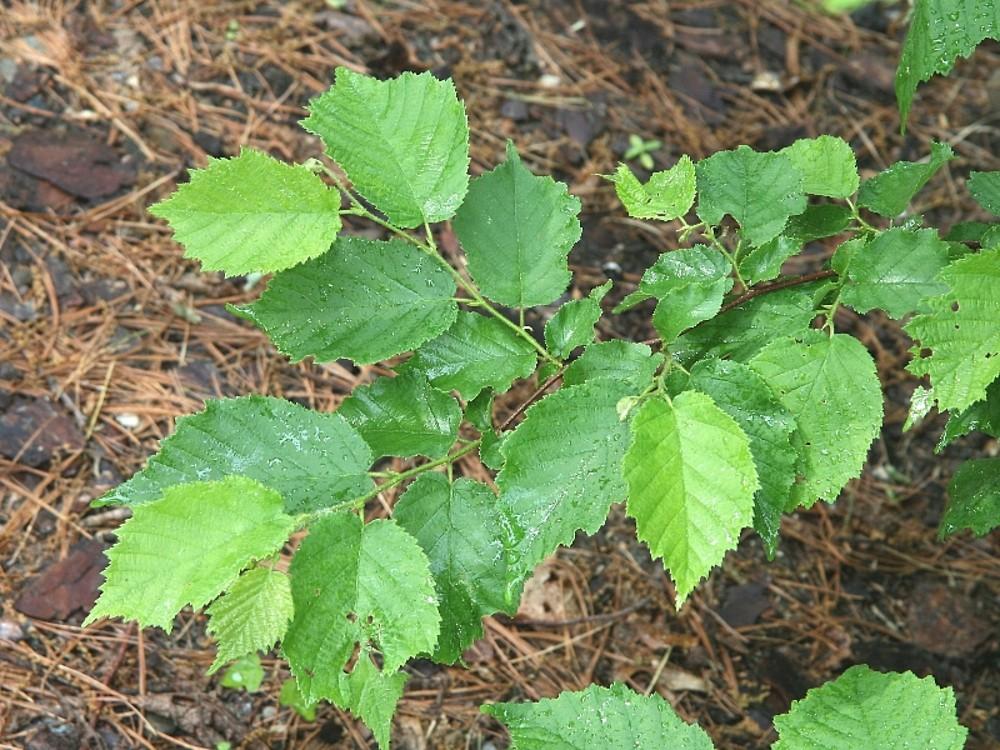 Corylus Americana - View 8 from www redcrocus com