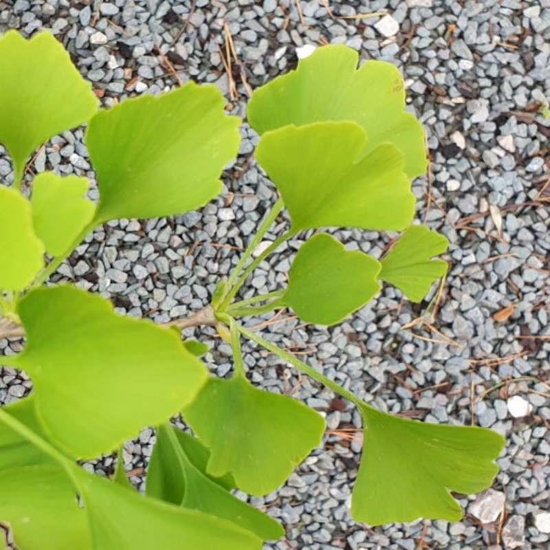 Ginkgo Biloba Chi Chi - View 10 from www redcrocus com