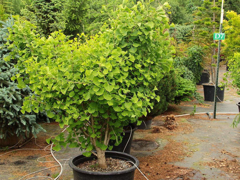 Ginkgo Biloba Chi Chi - View 11 from www redcrocus com