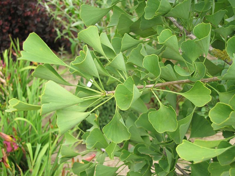 Ginkgo Biloba Chi Chi - View 12 from www redcrocus com