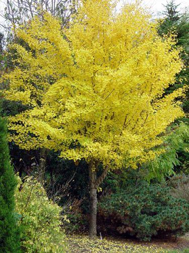 Ginkgo Biloba Chi Chi - View 13 from www redcrocus com