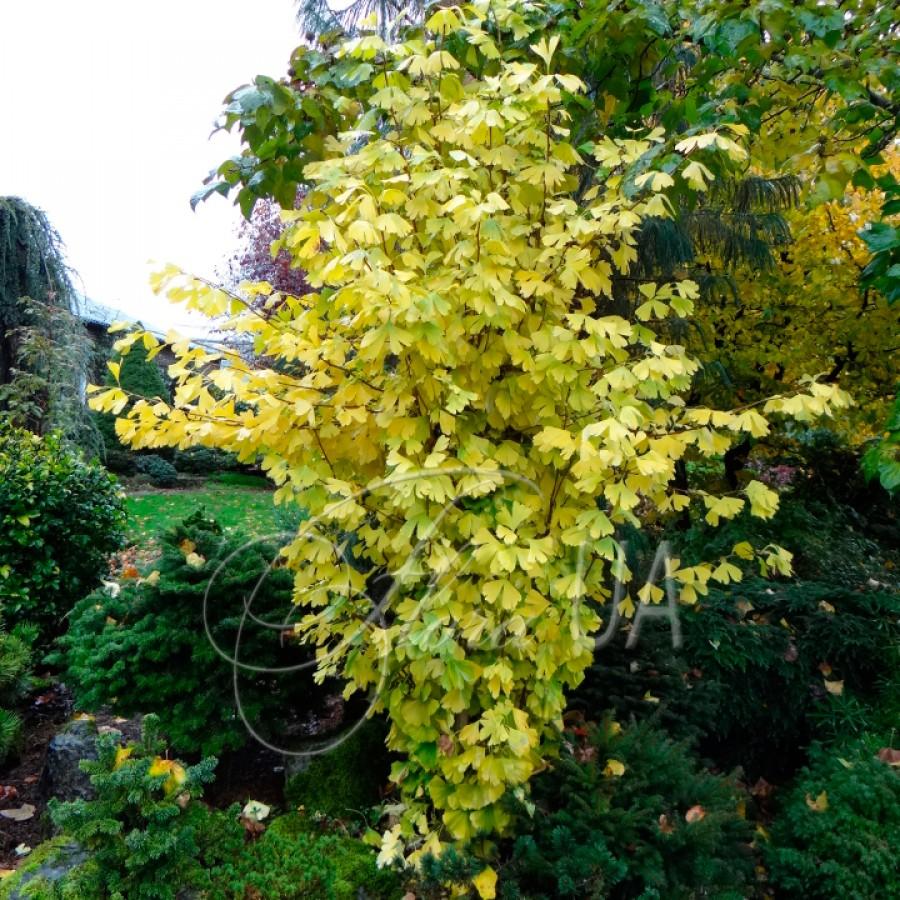 Ginkgo Biloba Chi Chi - View 14 from www redcrocus com