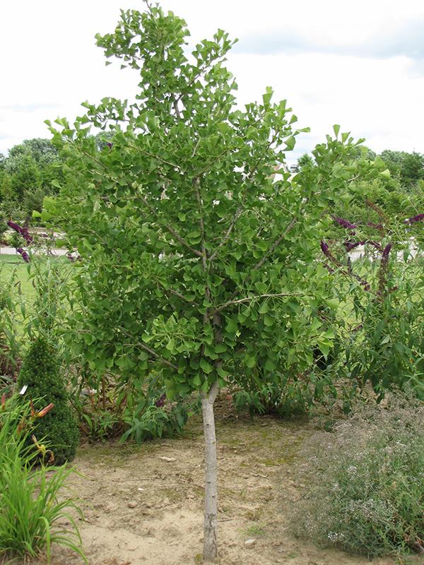 Ginkgo Biloba Chi Chi - View 15 from www redcrocus com
