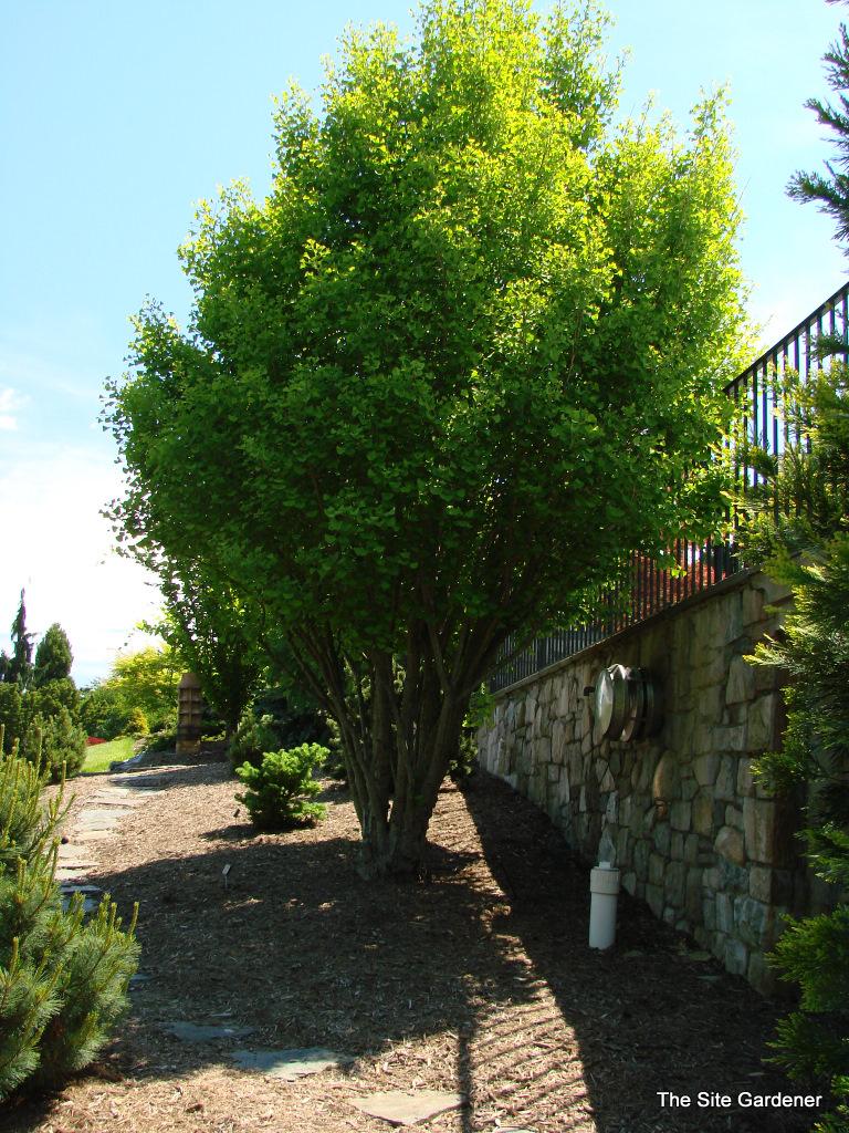 Ginkgo Biloba Chi Chi - View 2 from www redcrocus com