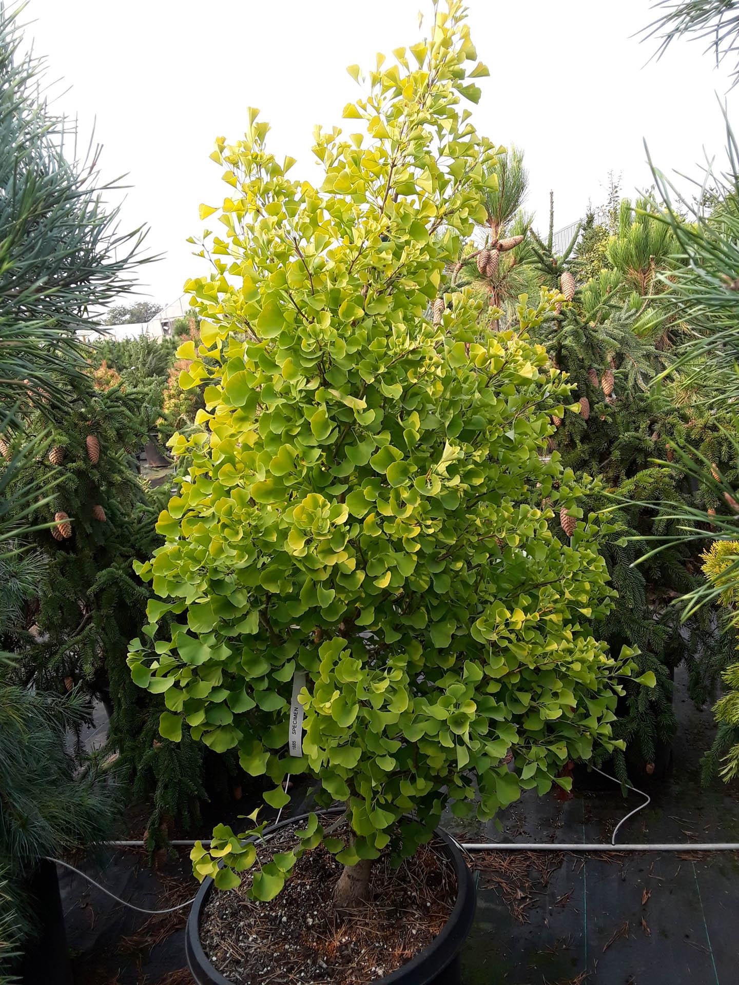 Ginkgo Biloba Chi Chi - View 3 from www redcrocus com