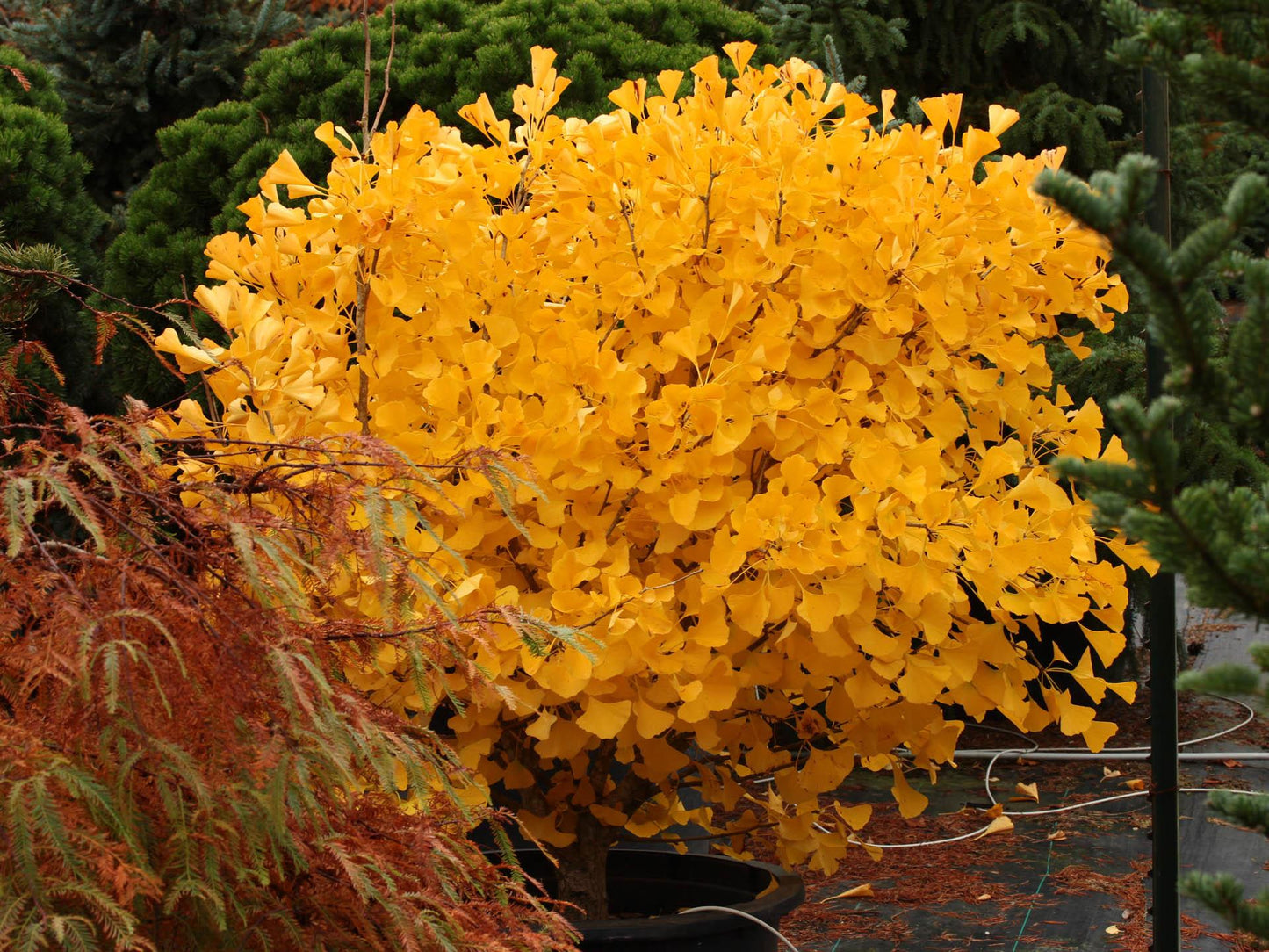 Ginkgo Biloba Chi Chi - View 4 from www redcrocus com