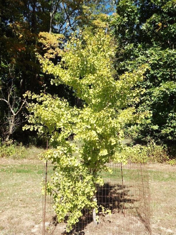 Ginkgo Biloba Chi Chi - View 5 from www redcrocus com