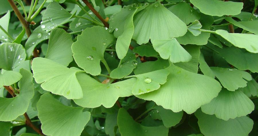 Ginkgo Biloba Chi Chi - View 6 from www redcrocus com