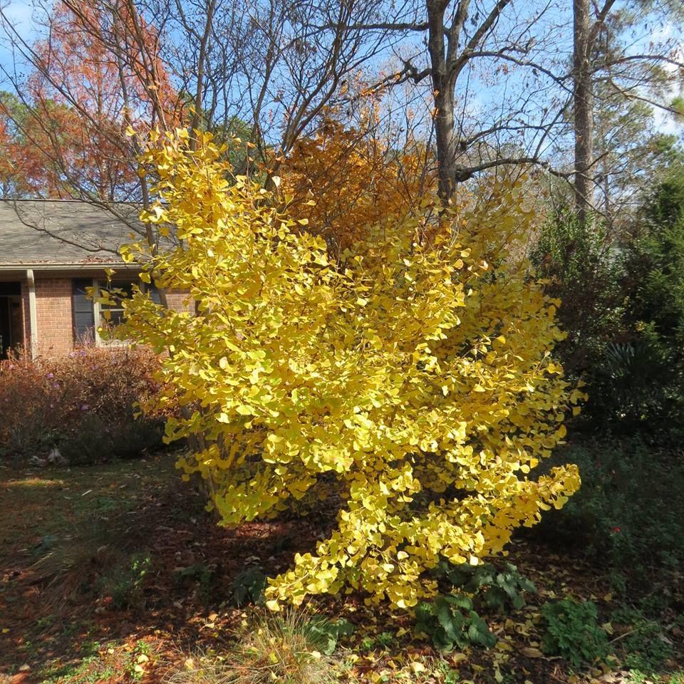 Ginkgo Biloba Chi Chi - View 7 from www redcrocus com