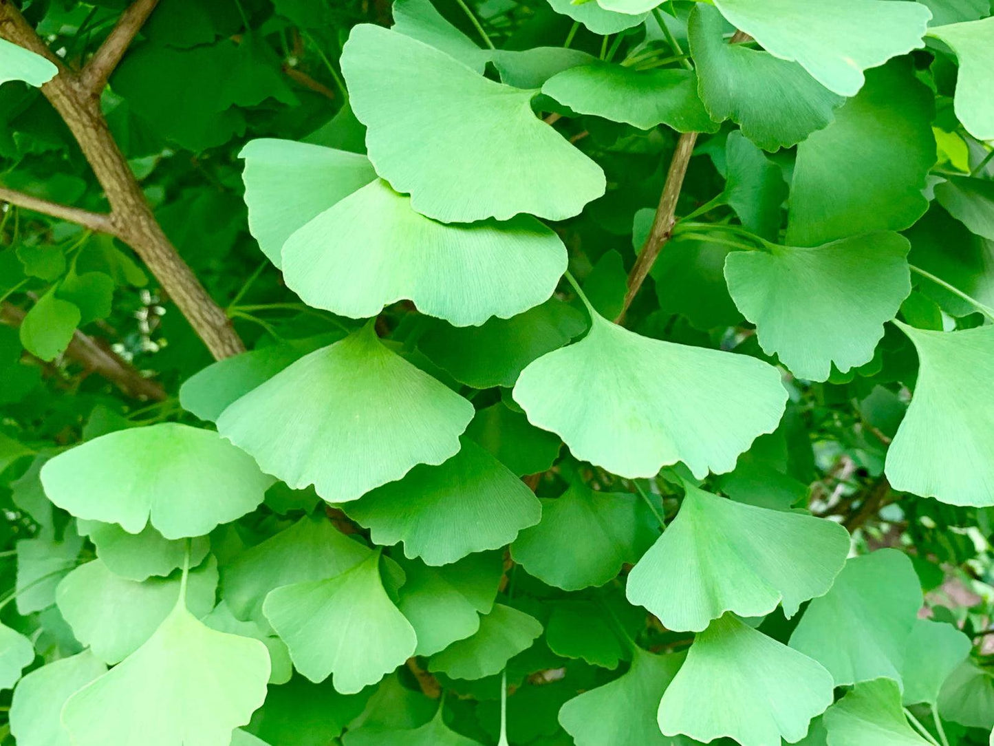 Ginkgo Biloba Chi Chi - View 8 from www redcrocus com