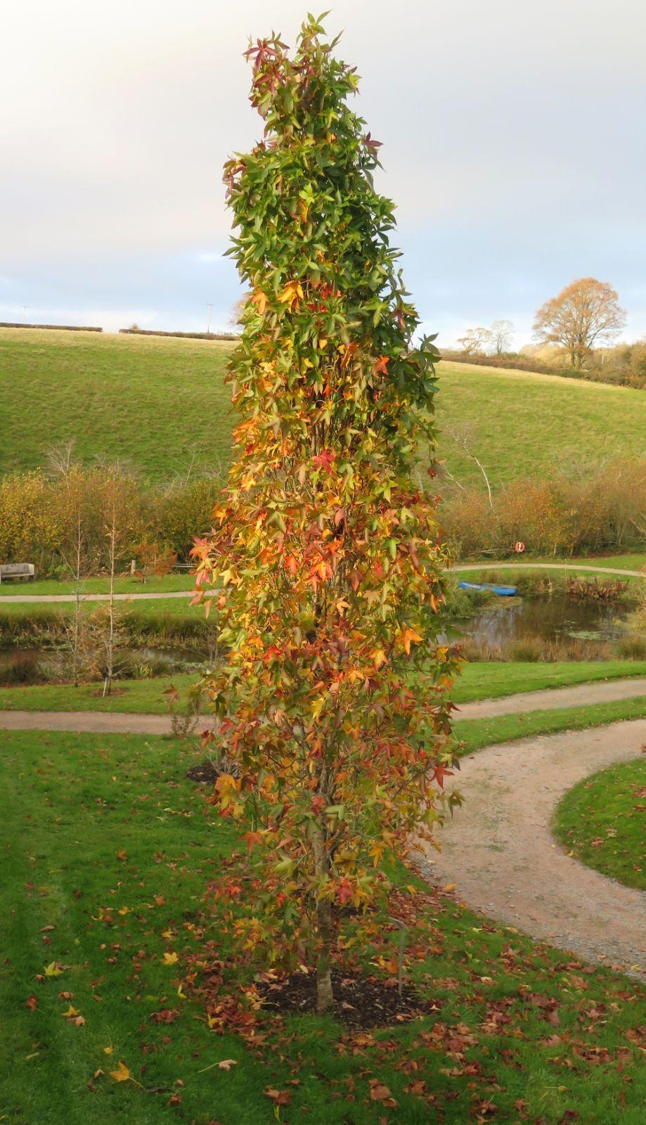 Liquidambar Styraciflua 'slender Silhouette' Multi Stem - View 8 from www redcrocus com