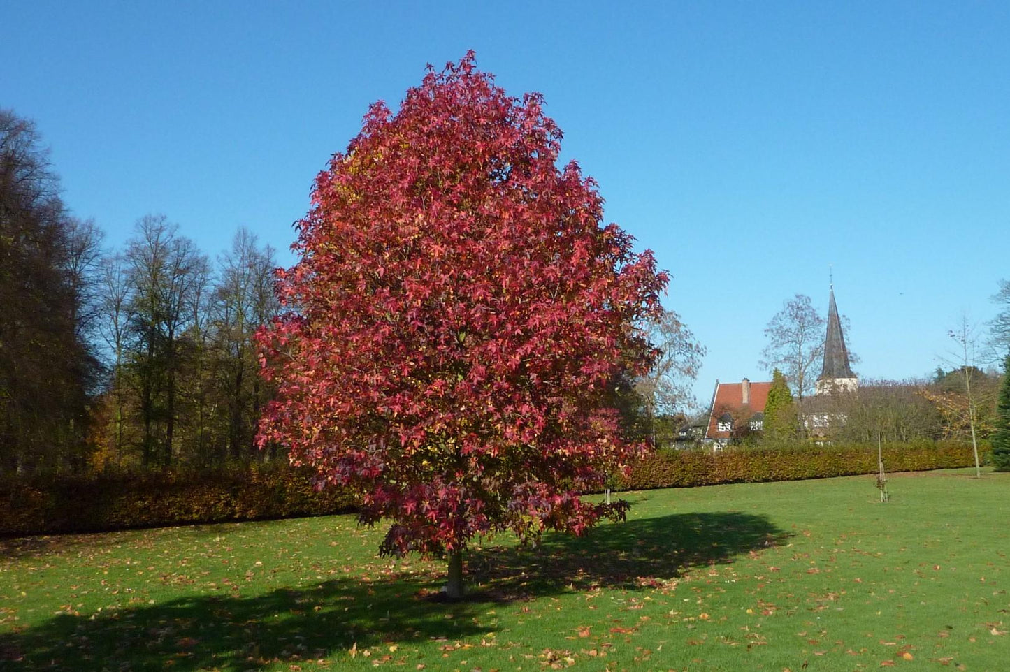 Liquidambar Styraciflua - View 8 from www redcrocus com