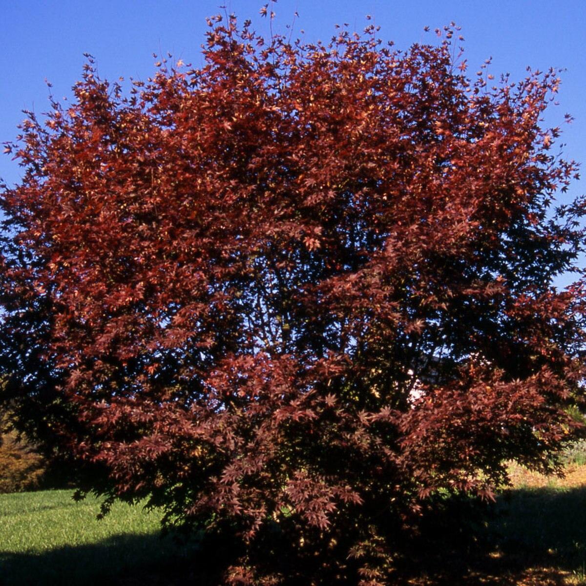 Acer Palmatum Moonfire - View 10 from www redcrocus com