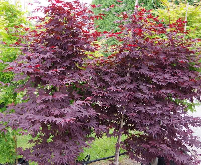 Acer Palmatum Moonfire - View 11 from www redcrocus com