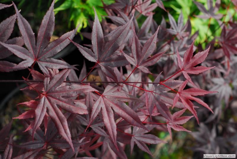 Acer Palmatum Moonfire - View 12 from www redcrocus com