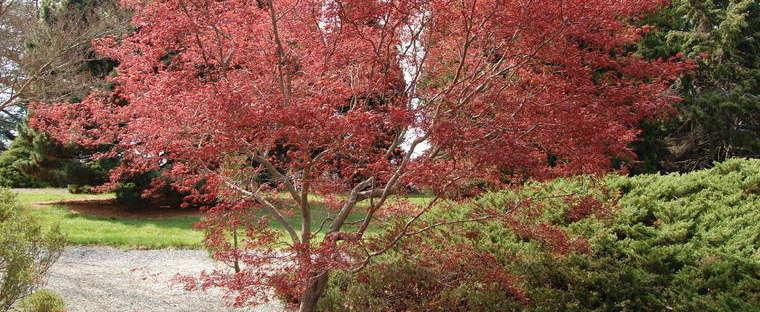 Acer Palmatum Moonfire - View 13 from www redcrocus com