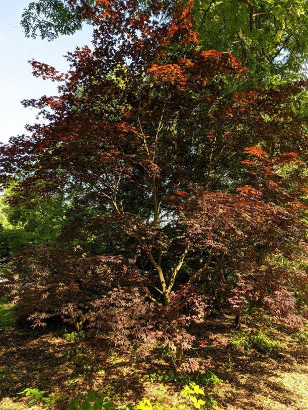 Acer Palmatum Moonfire - View 14 from www redcrocus com
