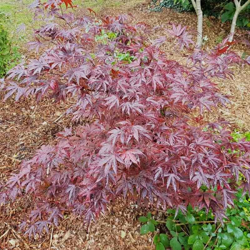 Acer Palmatum Moonfire - View 3 from www redcrocus com