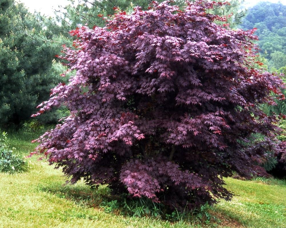Acer Palmatum Moonfire - View 4 from www redcrocus com